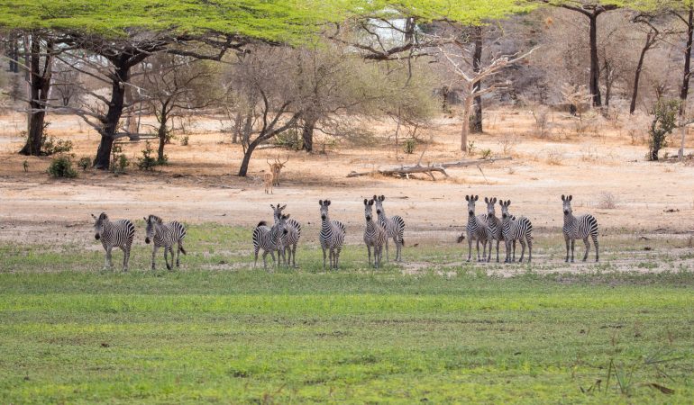 tanzania safari and zebra