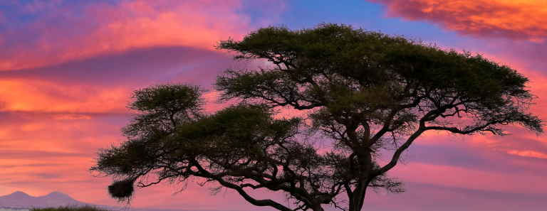 6 Day Tanzania Wildlife Photography