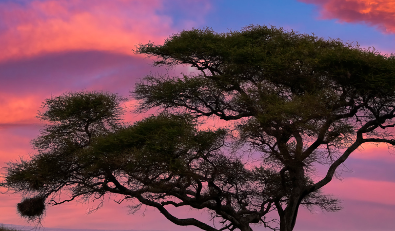 tanzania scenery