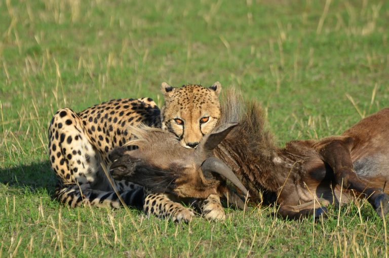 8 Days, Kenya Wildlife Safari & Wildebeest Migration