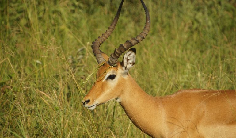 tarangire safaris tanzania