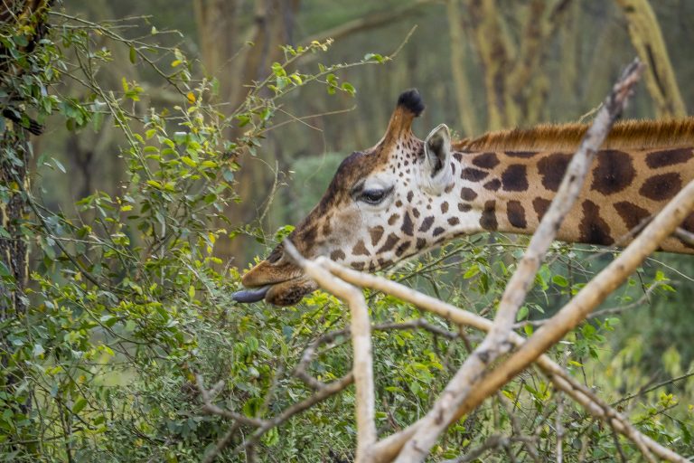 15 Days Kenya & Tanzania Big Five Safari