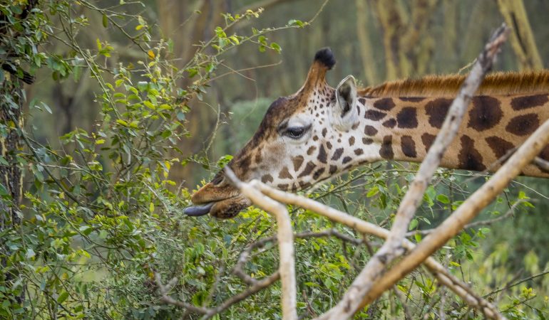 tours kenya