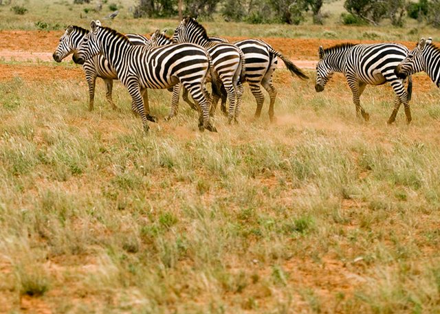 Tsavo East National Park