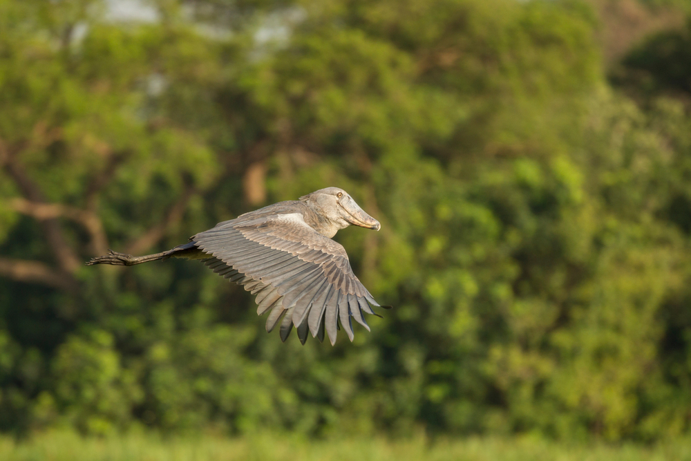 uganda birding shoebill