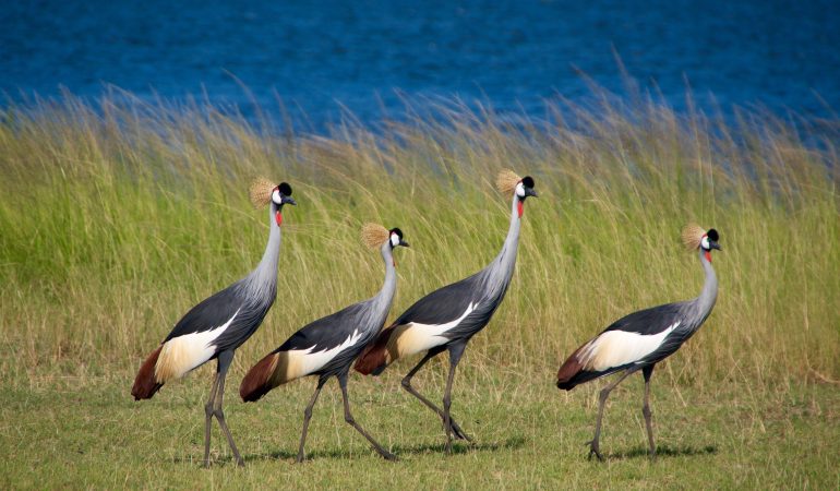 uganda birding tours