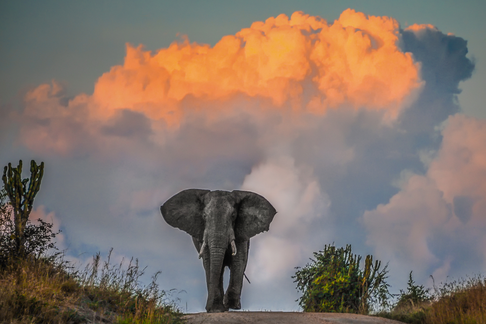 uganda elephant