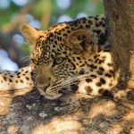 uganda-leopard