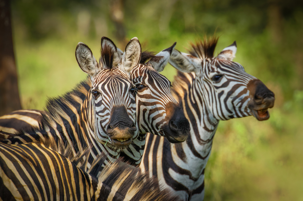 uganda zebra