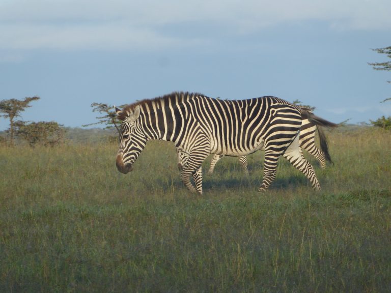 7 days Rwanda Safari Adventure