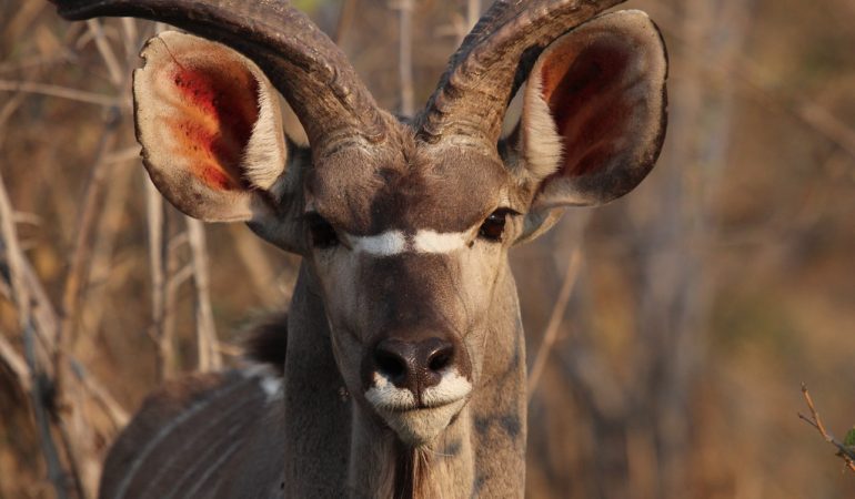 visit botswana