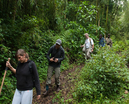 Tracking gorillas in Volcanoes National Park
