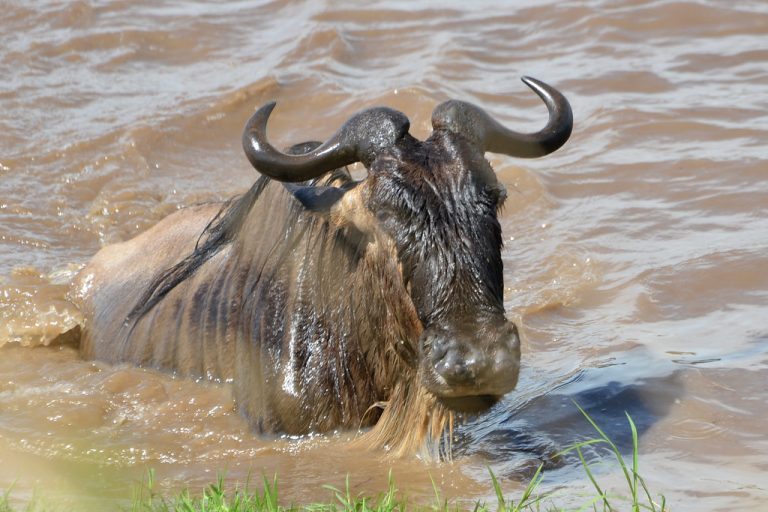 4 Days Serengeti Migration Safari Tanzania