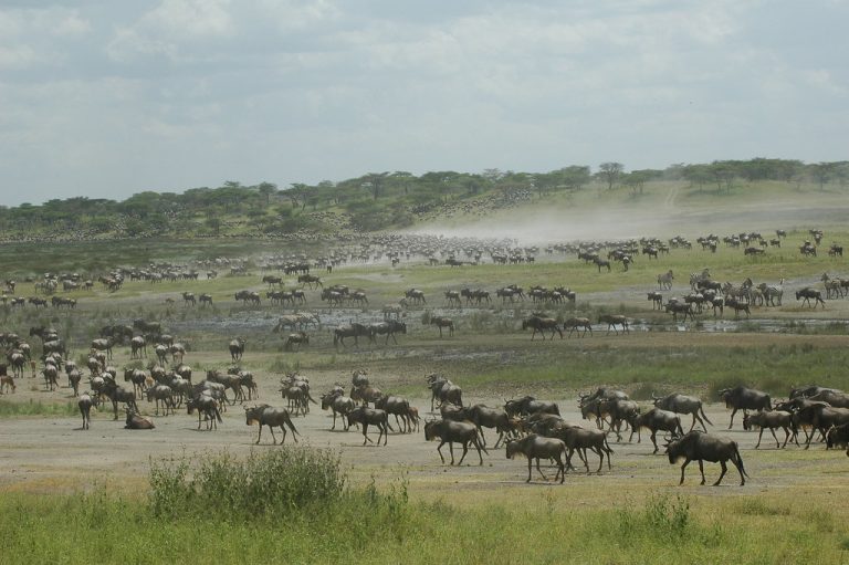 8 Days Big Five & Wildebeest Migration Photo Safari Tanzania