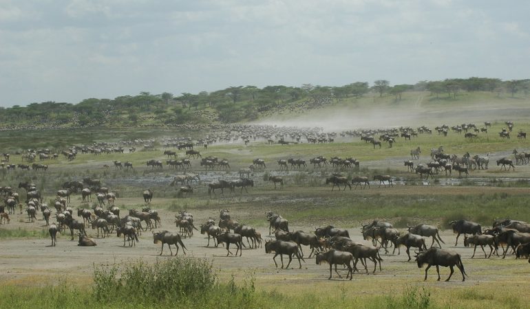 wildebeest safaris