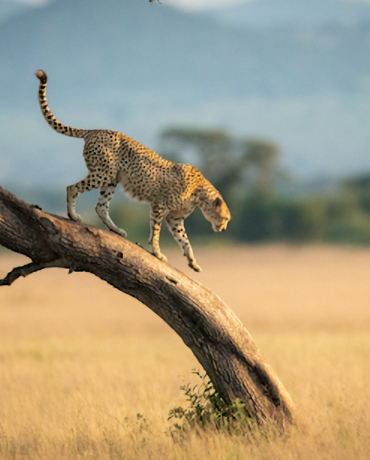 wildlife safari tours