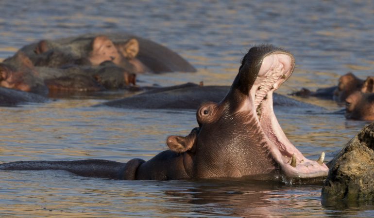 Zambia tours and safaris