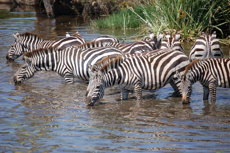 10-Day Fly-In Kenya Safari Package
