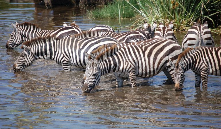 zebra safaris