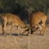 Zimbabwe safaris